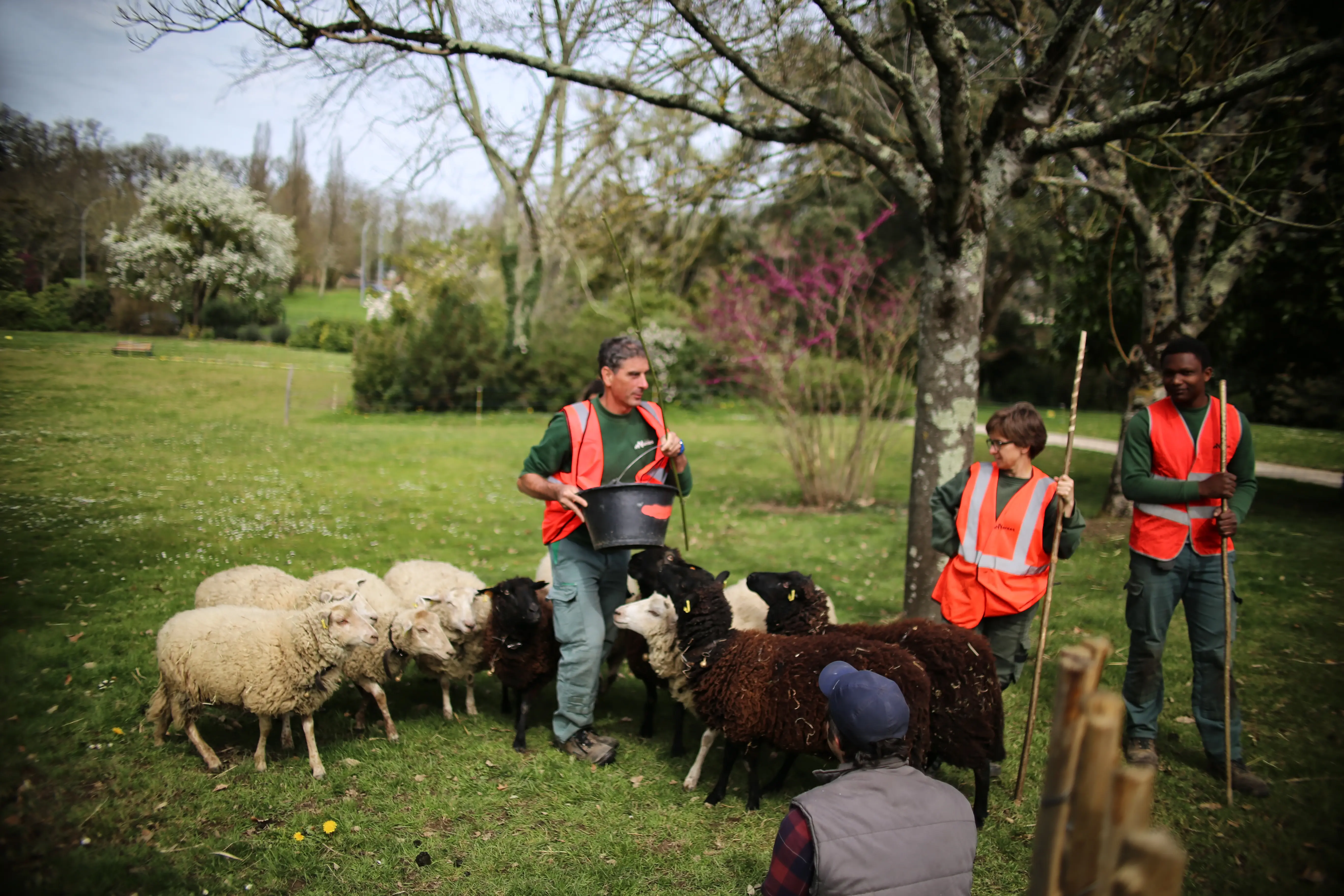 Préparation au départ, la bergère et ses coéquipiers appellent les moutons. © Romain Boulanger